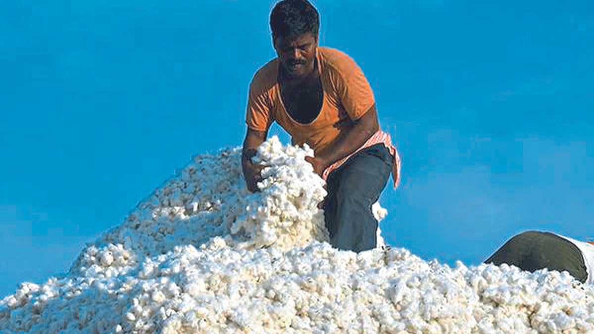 Cotton Rate । खानदेशात कापूस दरात २०० रुपये सुधारणा। 200 rupees