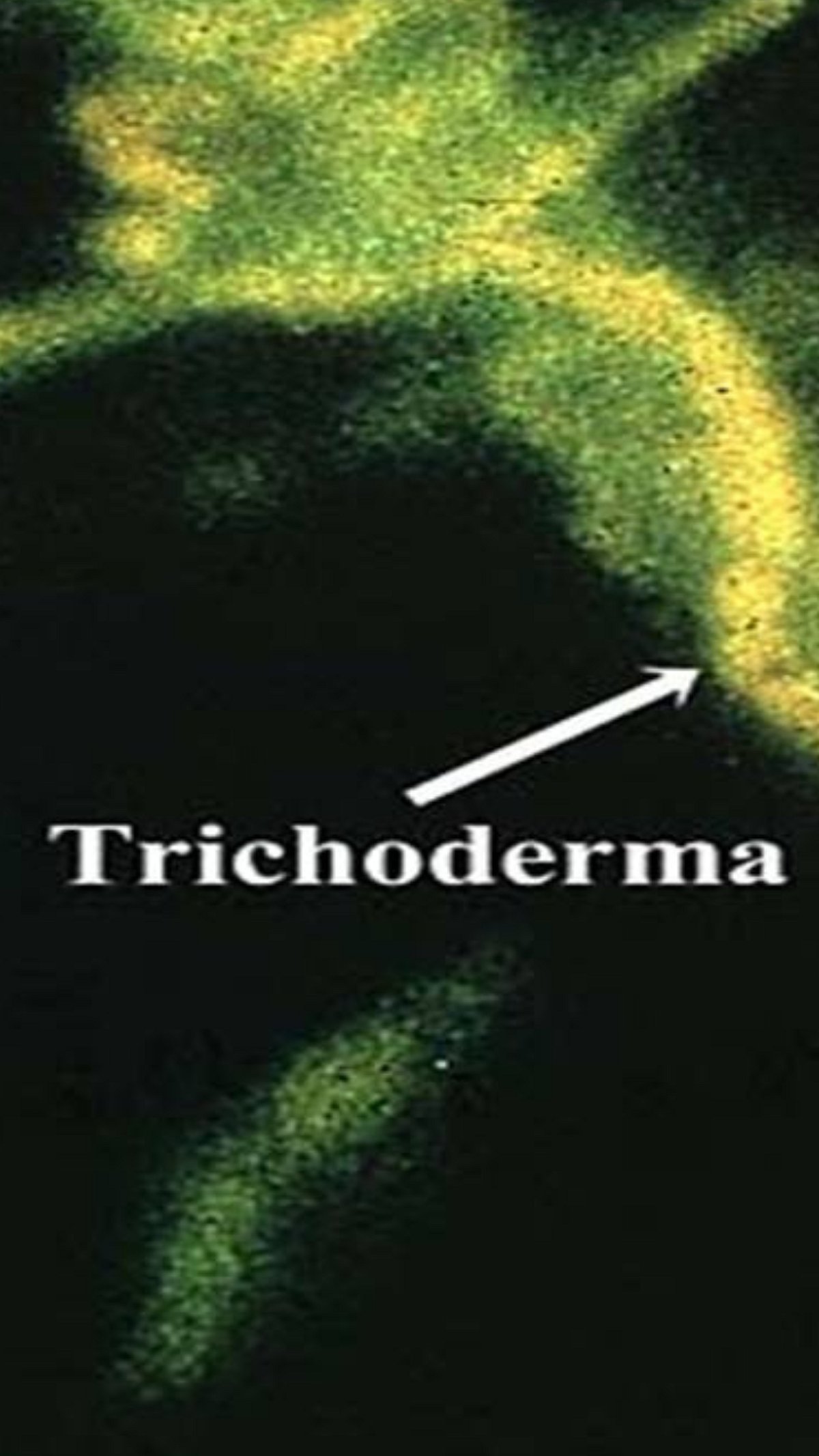 How Trichoderma Works How Trichoderma Works