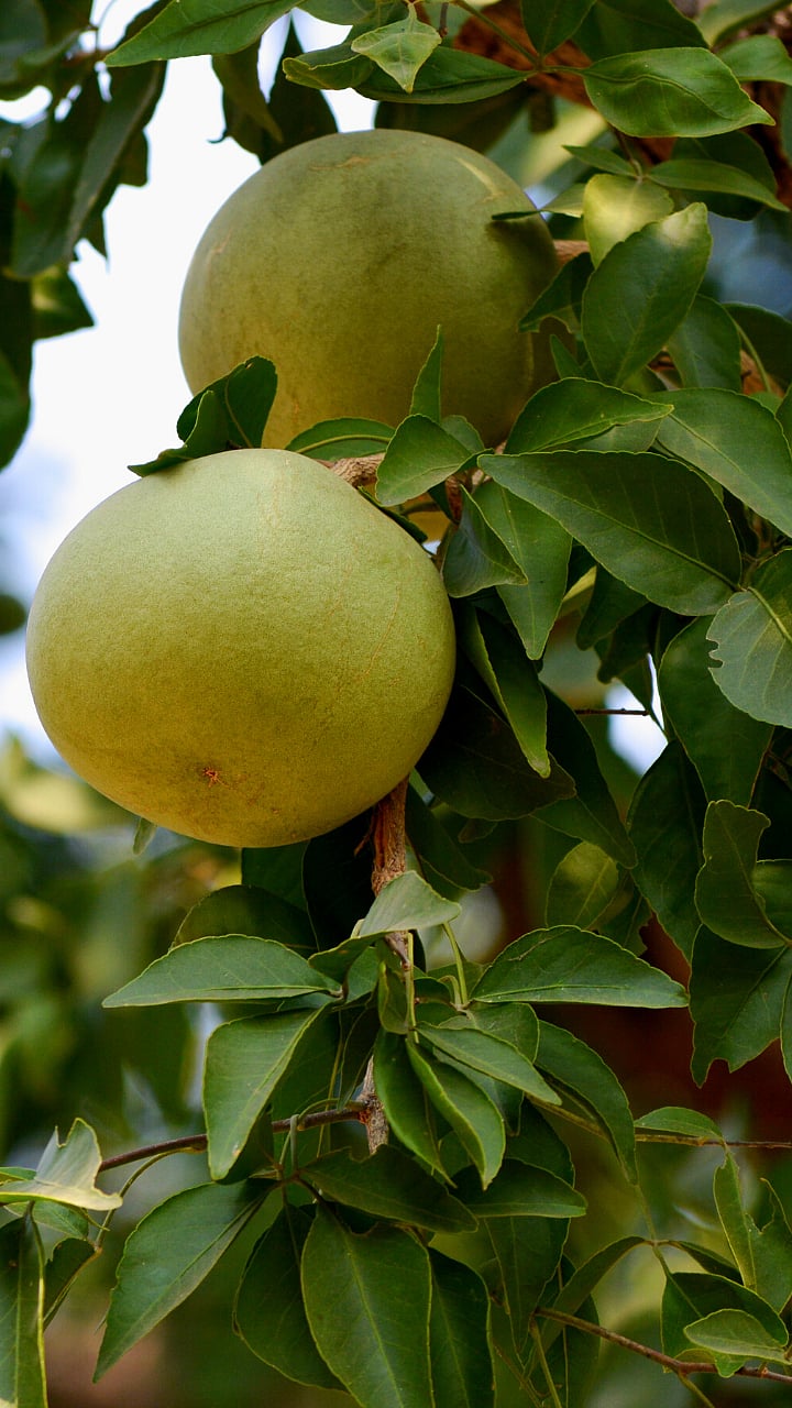 Bael Fruit Health Benefit । बेलफळाचे आरोग्यदायी फायदे । Health Benefits