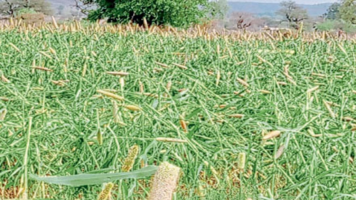 Hailstorm In Washim कारखेडा, वरोली परिसरात गारपीट Hailstorm in