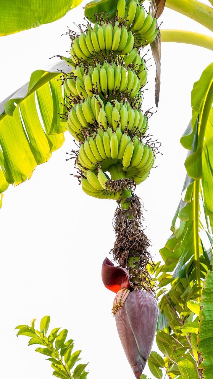 Banana Management उष्ण वातावरणात केळी बागेत कोणते उपाय योजावेत