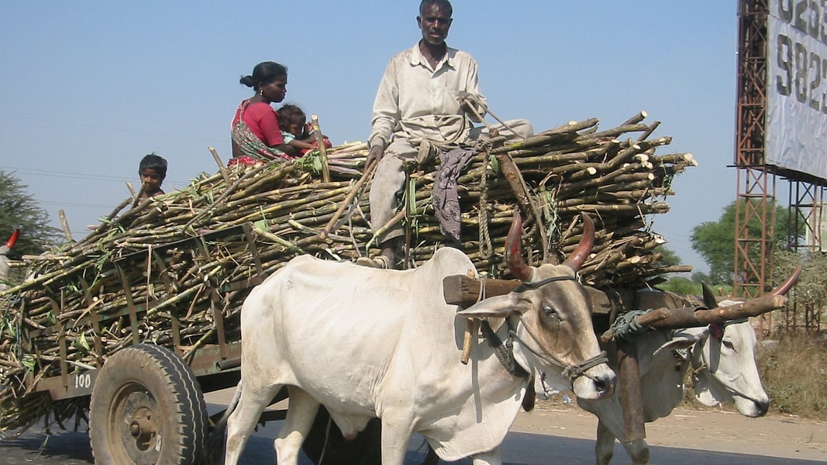Sugarcane Season Sugarcane 