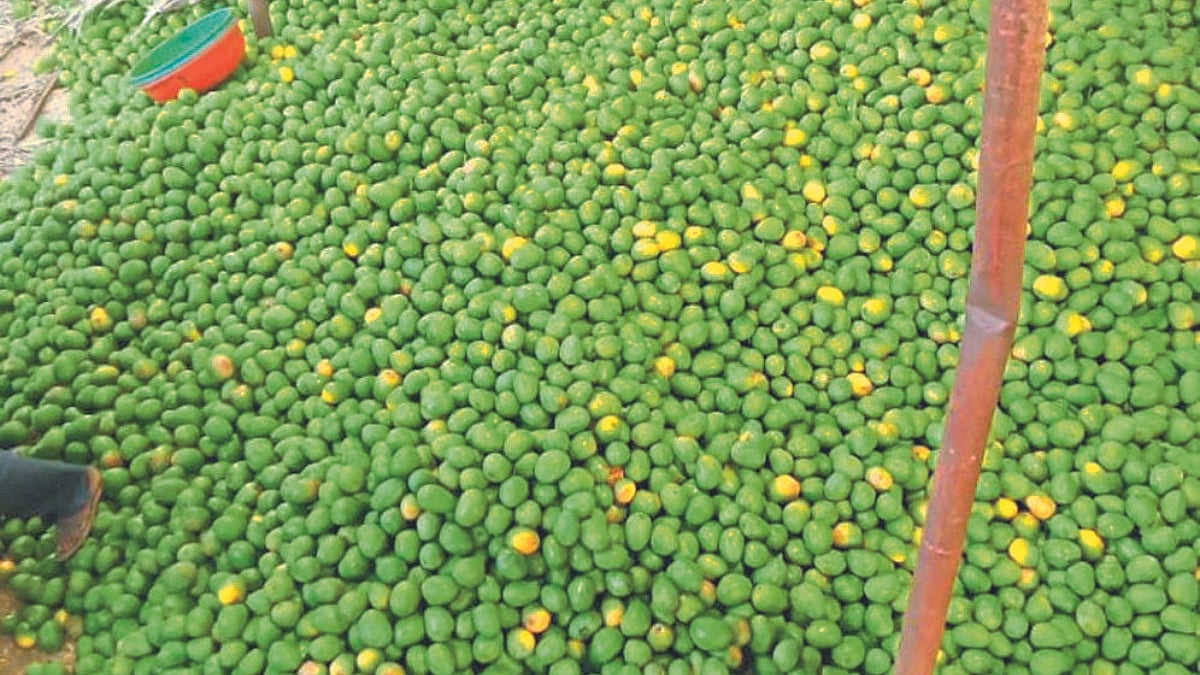 Mango Canning । कॅनिंगला आंब्याचा तुटवडा; दर प्रतिकिलो ६० रुपयांवर