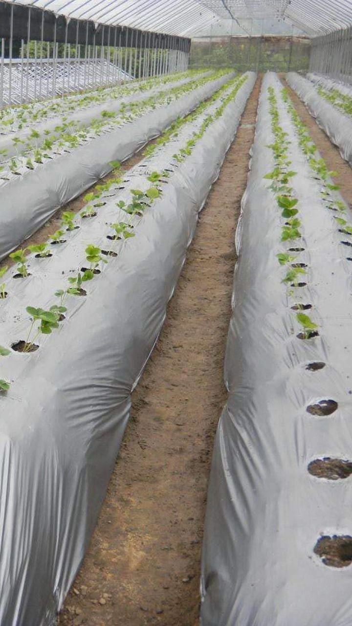 mulching paper benefits farmers will have double earning opportunity