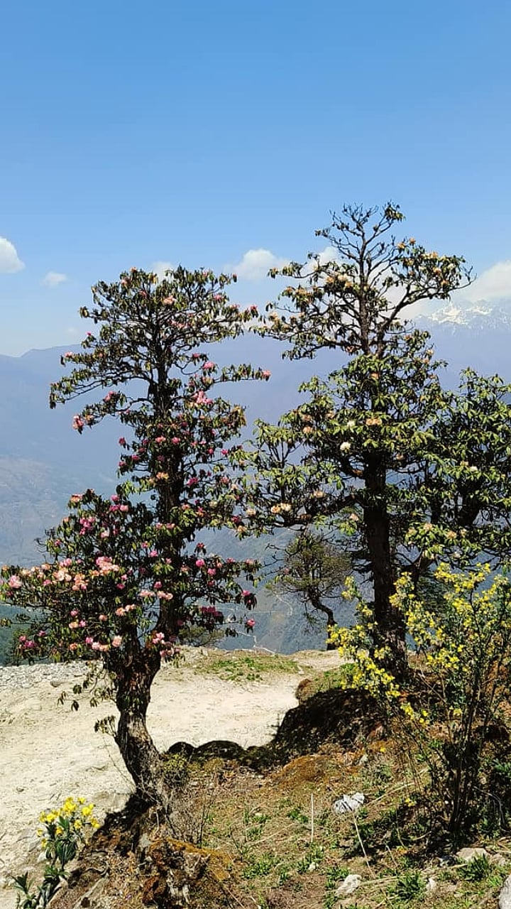Nepal Agriculture नेपाळच्या जंगलात फुलांचे विविध प्रकार कधी फुलतात