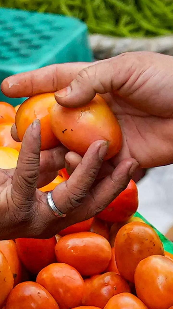 tomato rate Indias tomato exports to Pakistan big relief for farmers as