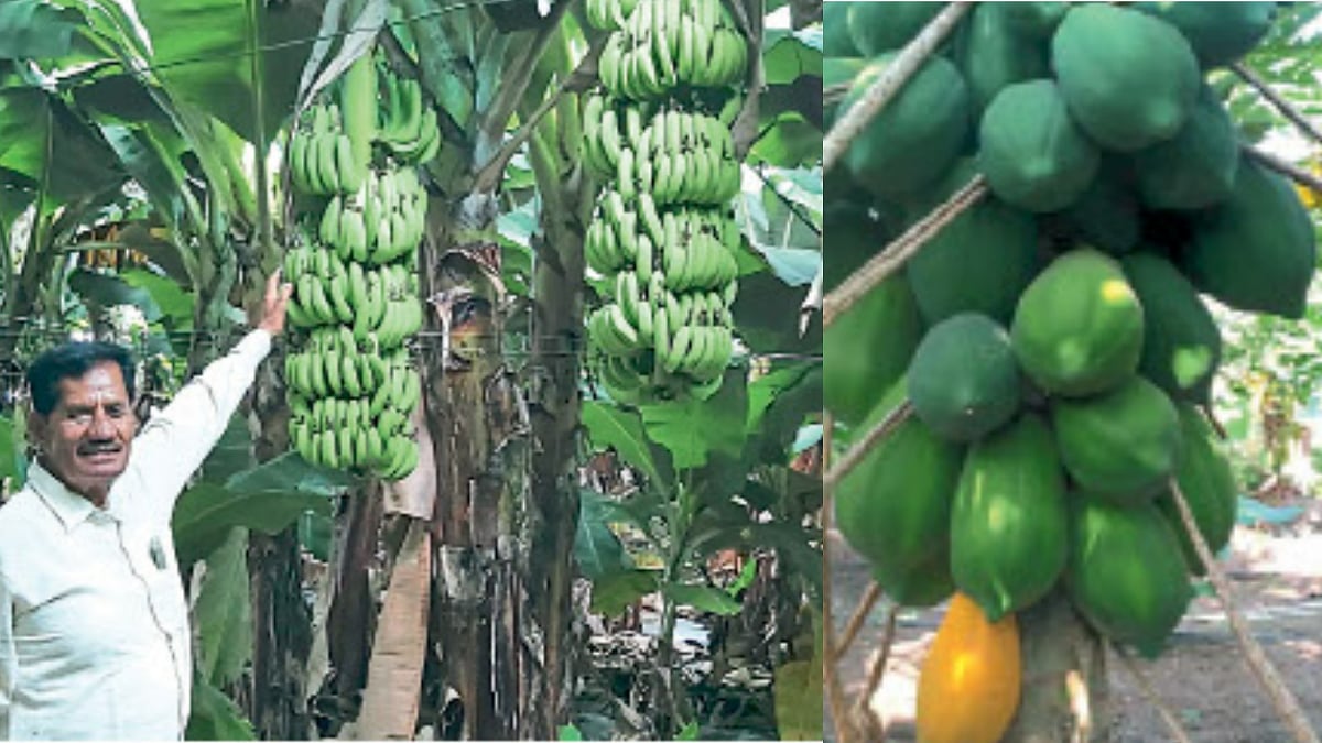 Fruit Crop Cultivation फळबागेसह बहुविध पीक पद्धतीमुळे शेतीतील जोखीम