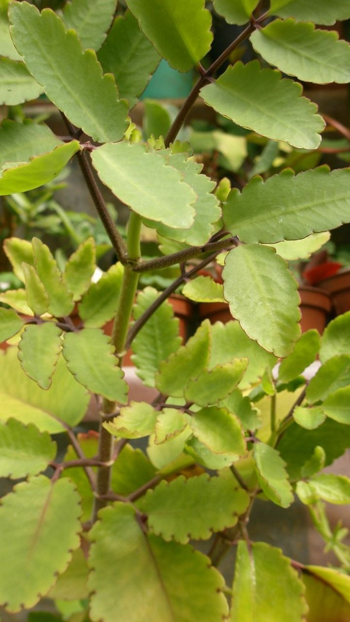 Kalanchoe pinnata : आयुर्वेदिक औषधी म्हणजे 'पानफुटी'चे फायदे ऐकून थक्क ...