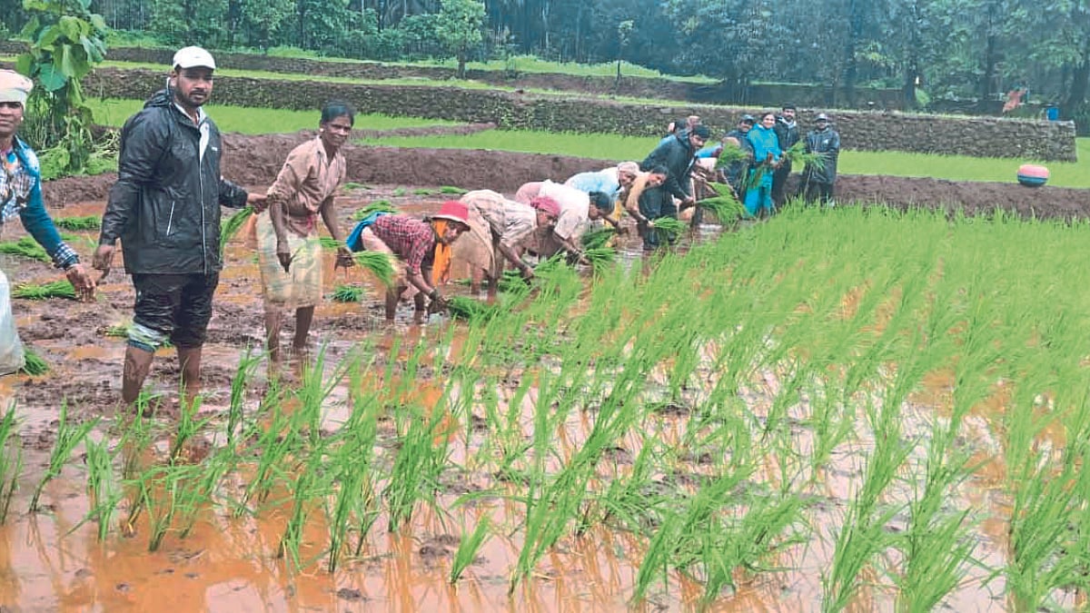 Group Farming । सामूहिक शेतीचा आदर्श सांगणारी ठोंबरेवाडी । Thombrewadi
