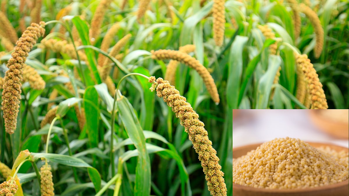 Foxtail Millet Crop आपत्कालीन परिस्थितीत खरिपात राळ्याचे पीक ठरू शकते