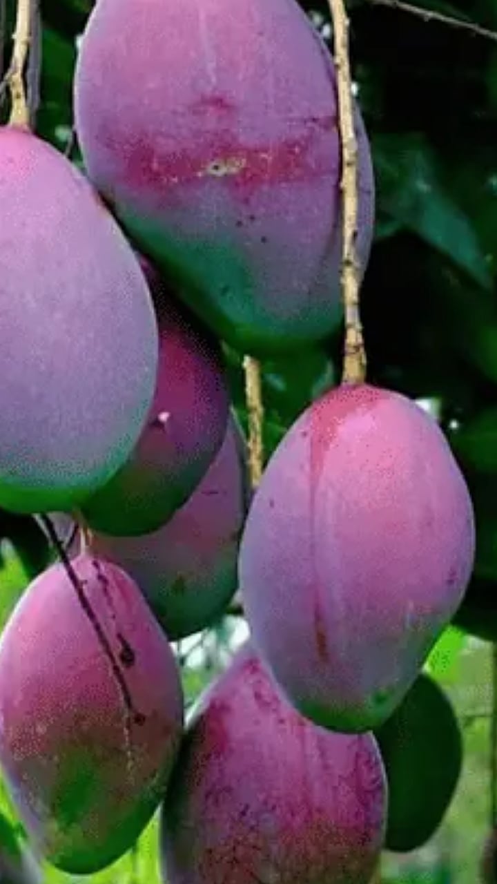 Miyazaki Mangoes शेतकऱ्यानं कमालच केली, जगातला सगळ्यात महाग आंबा