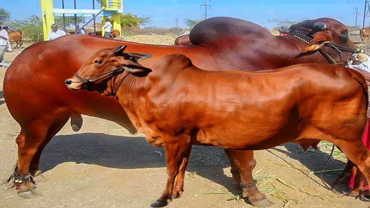 Indigenous Cow Breeding  indigenous-cow-breeding