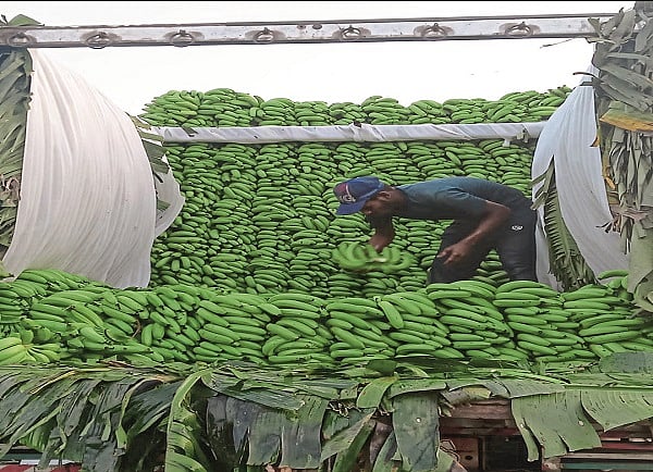 Nanded banana price hits high; Maximum rate of 2500 to 3000 rupees for