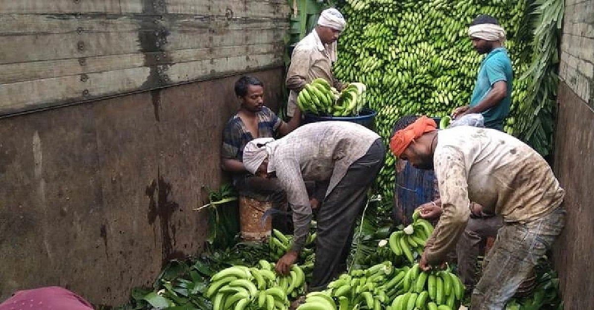 Banana Rate । केळीची जाहीर दरानुसार खरेदी करावी । Bananas should be
