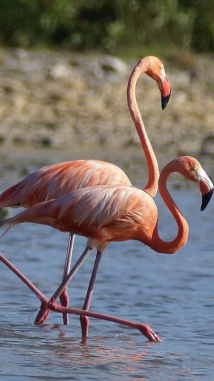 Foreign Birds : डिसेंबर महिन्यामध्ये भारतात १० परदेशी पाहुण्यांचे आगमन ...