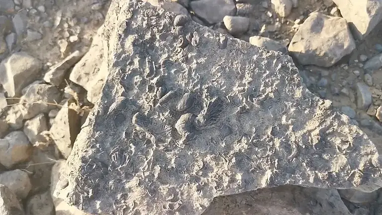 يعود عمره لملايين السنين.. مواطن يعثر على «كنز ثمين» في جازان