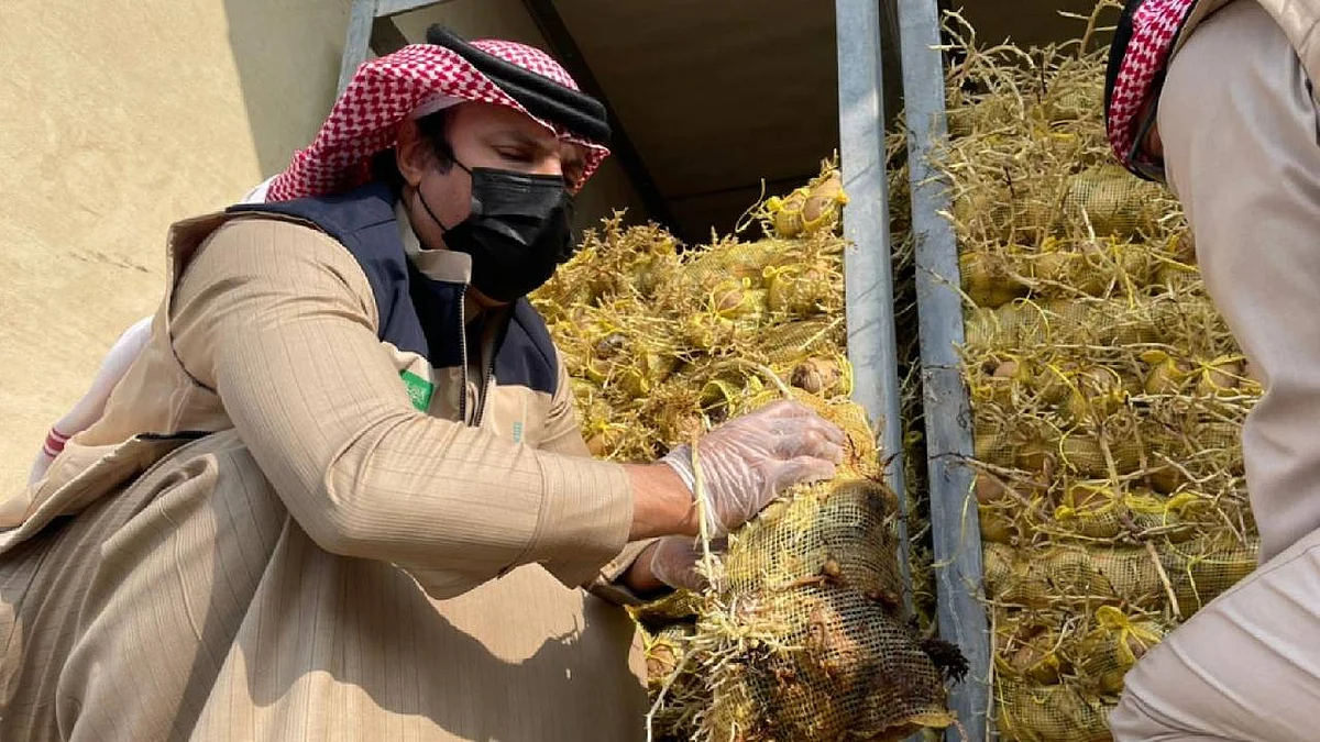 ضبط 100 طن بطاطس غير صالحة بسوق الدمام المركزي