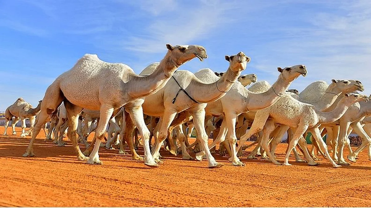 مهرجان الملك عبدالعزيز للإبل