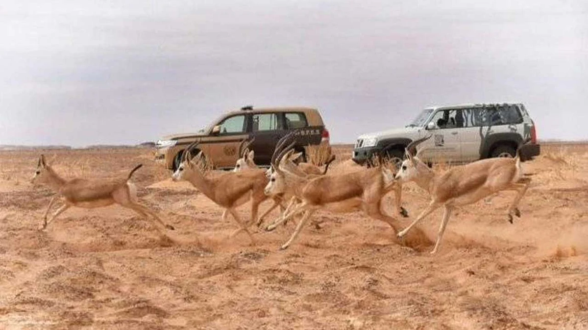 محمية الملك سلمان