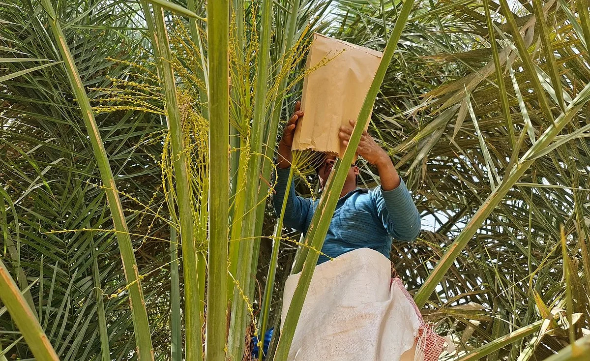 تكميم النخيل