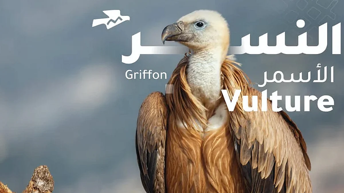 ملاذ آمن.. «النسر الأسمر» يستوطن محمية الملك سلمان بن عبدالعزيز الملكية