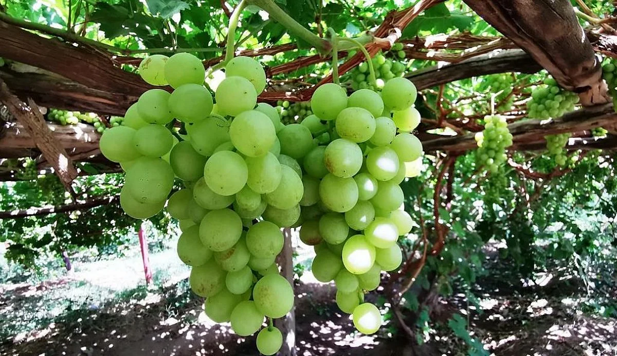 مهرجان العنب والفواكه – أرشيفية