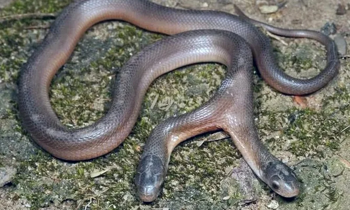 ثعبان أفعى برأسين