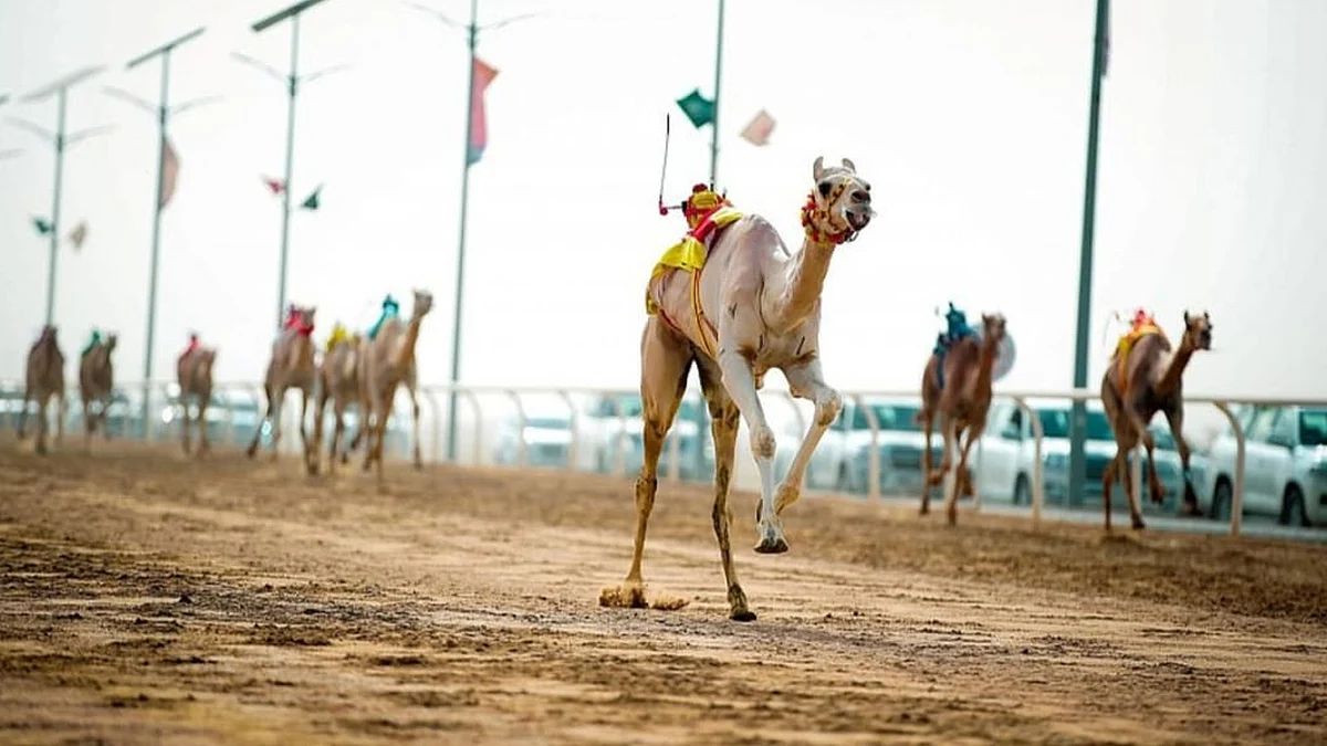 سباقات الحقايق