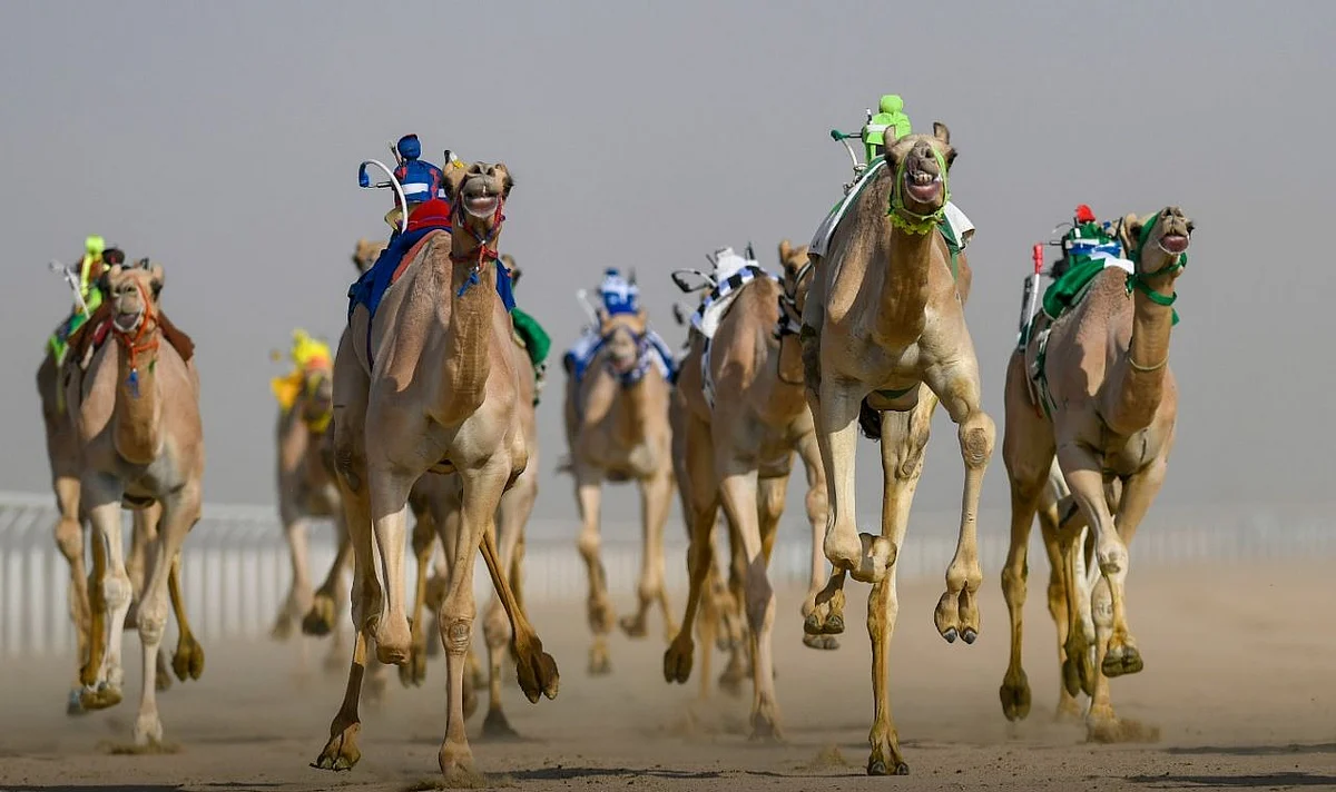 مهرجان ولي العهد للهجن