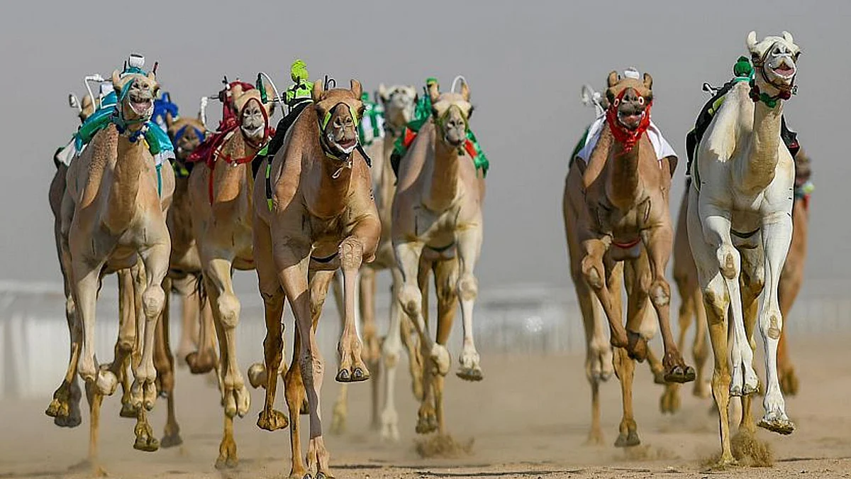 مهرجان سموِّ وليِّ العهدِ للهجن 2022