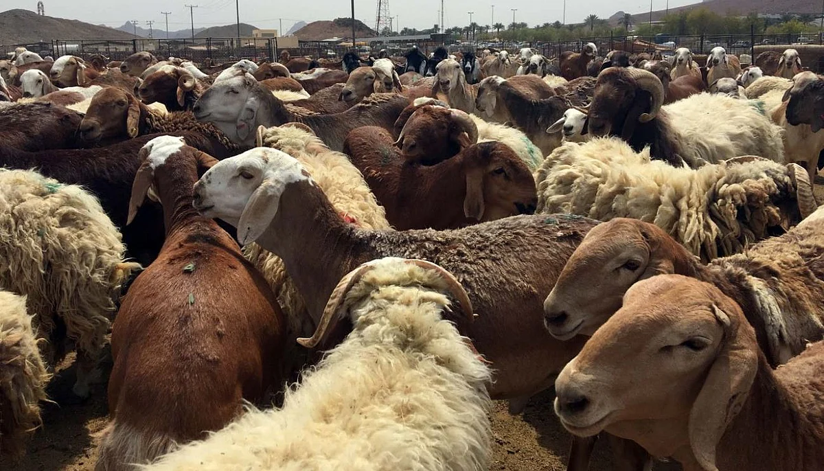 سوق الماشية في المدينة المنورة (أرشيفية)