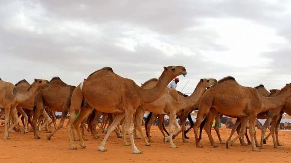 حماية الإبل من أشعة الشمس