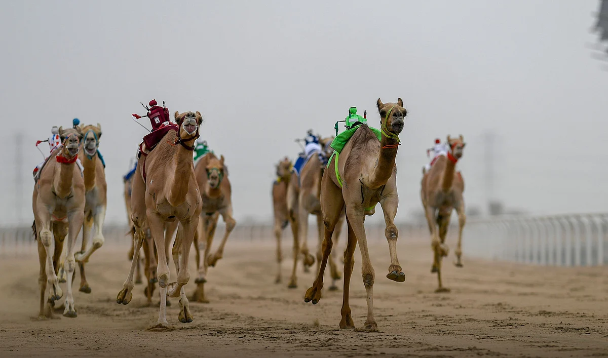 هجن الطائف