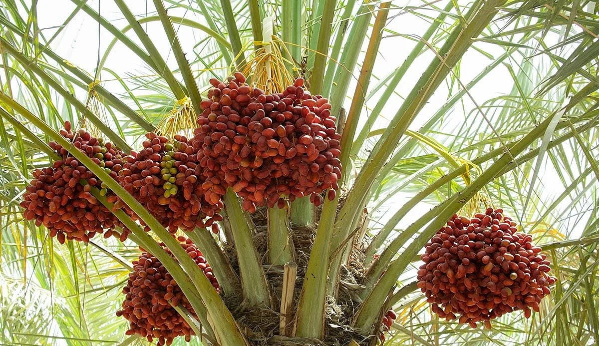النخيل