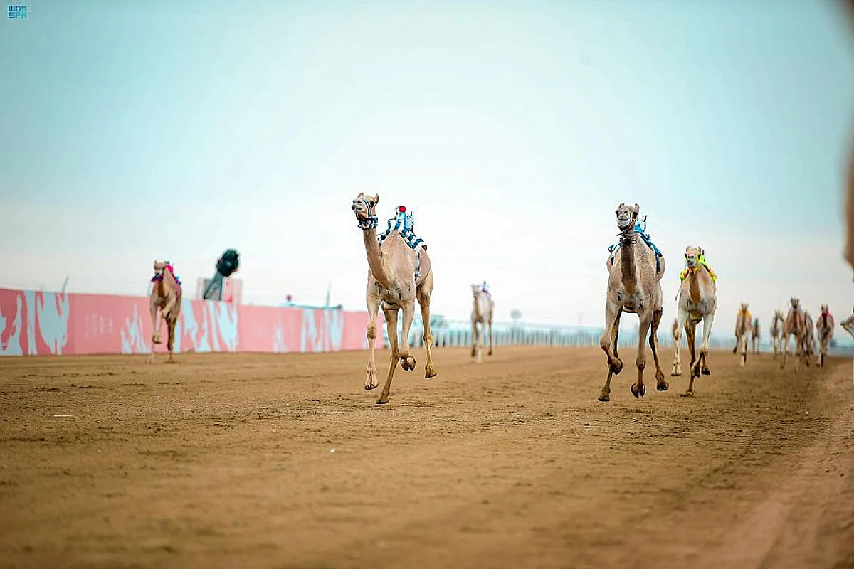 «شغف» الأسرع في مسائية فئة الجذاع بمهرجان وليِّ العهد للهجن