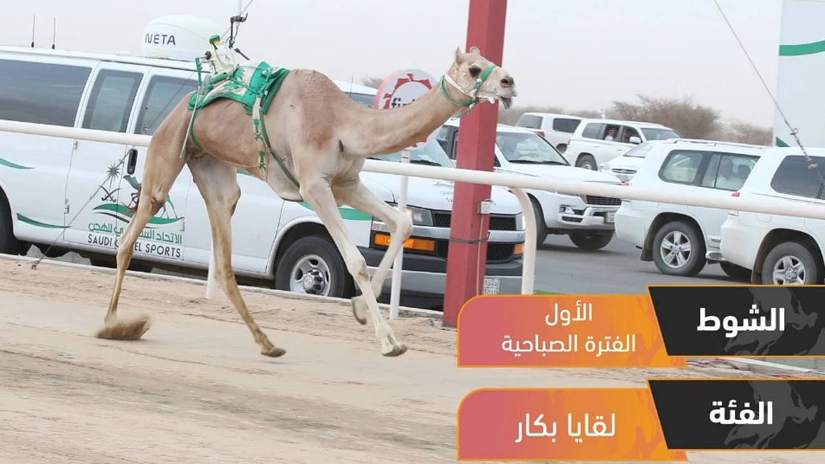 معزة.. الأسرع في سباقات اللقايا