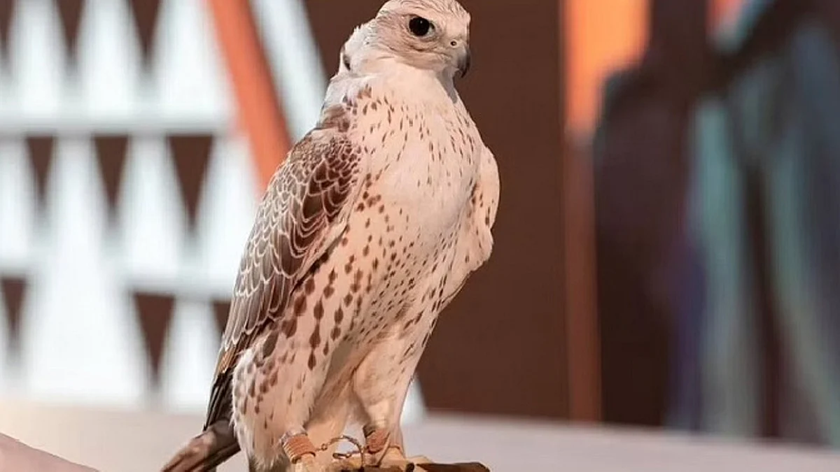 معرض الصقور والصيد