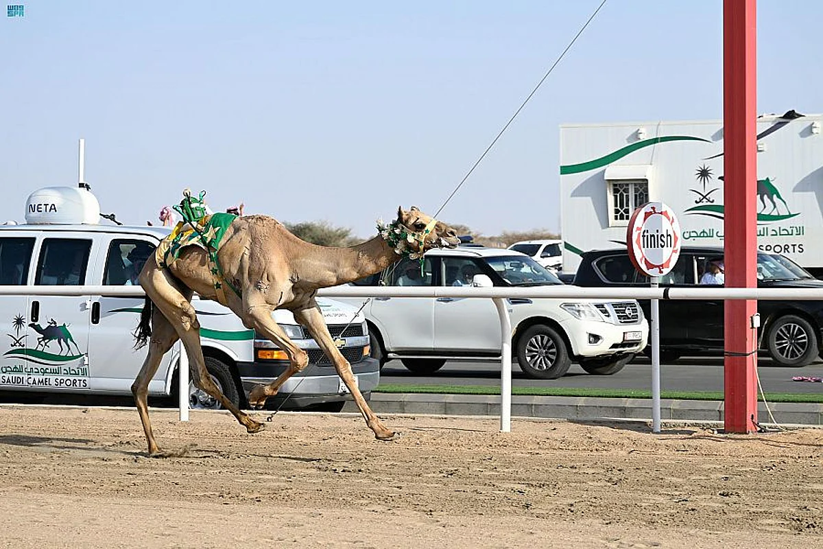 الهجن السعودية تفوز بـ3 كؤوس رموز في فئة الثنايا بمهرجان ولي العهد