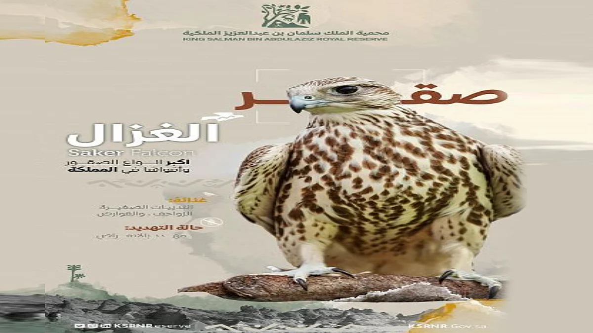 الصقر الحر «الغزال»