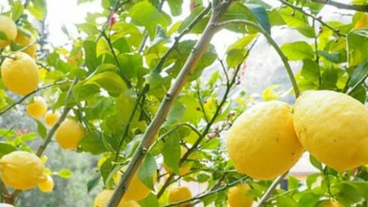 طرق الاعتناء بشجرة الليمون