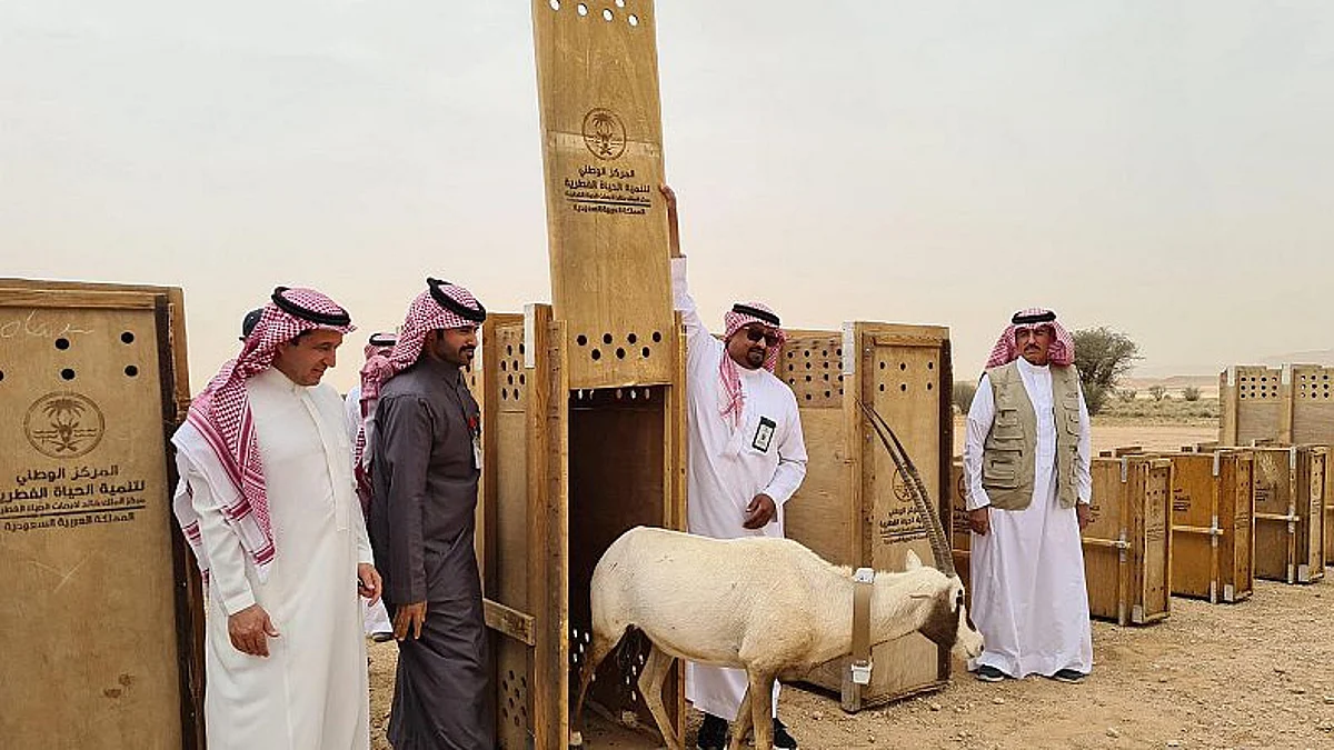 إطلاق كائنات فطرية