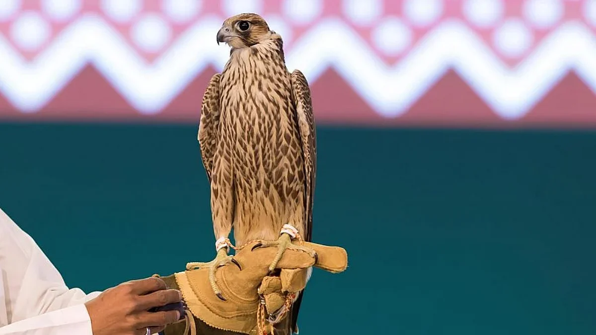 نادي الصقور السعودي