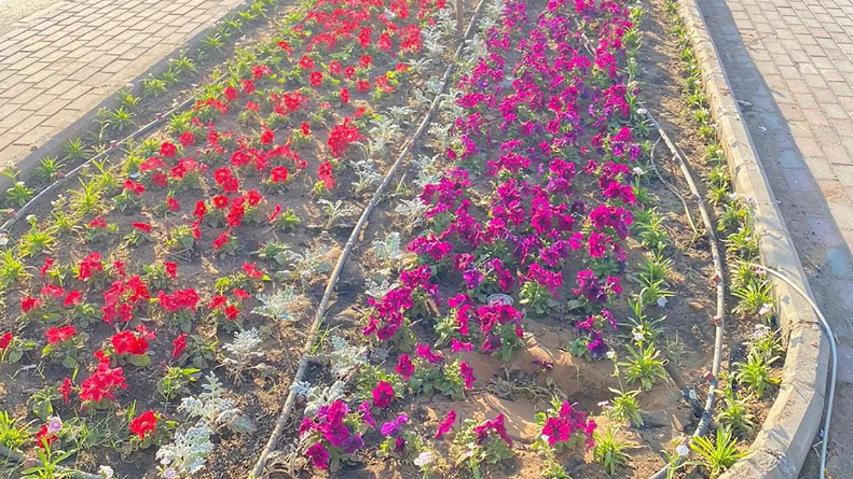 مدينة السيح
