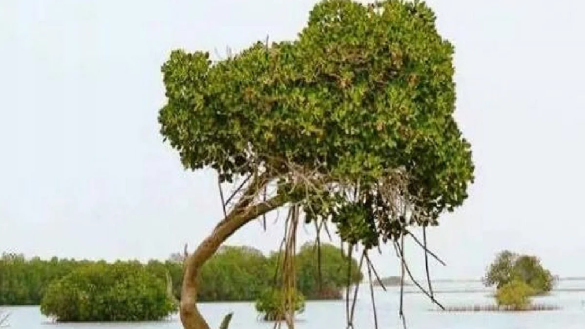 المانجروف