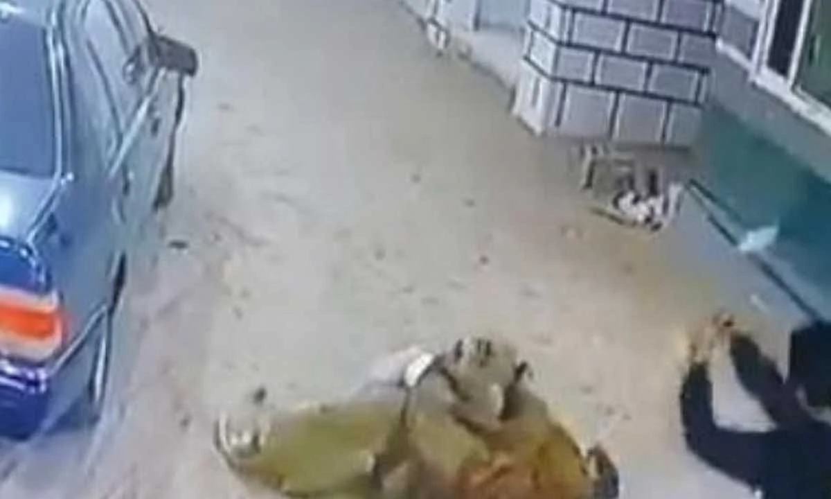 جانب من هجوم الحيوان المفترس على الشاب