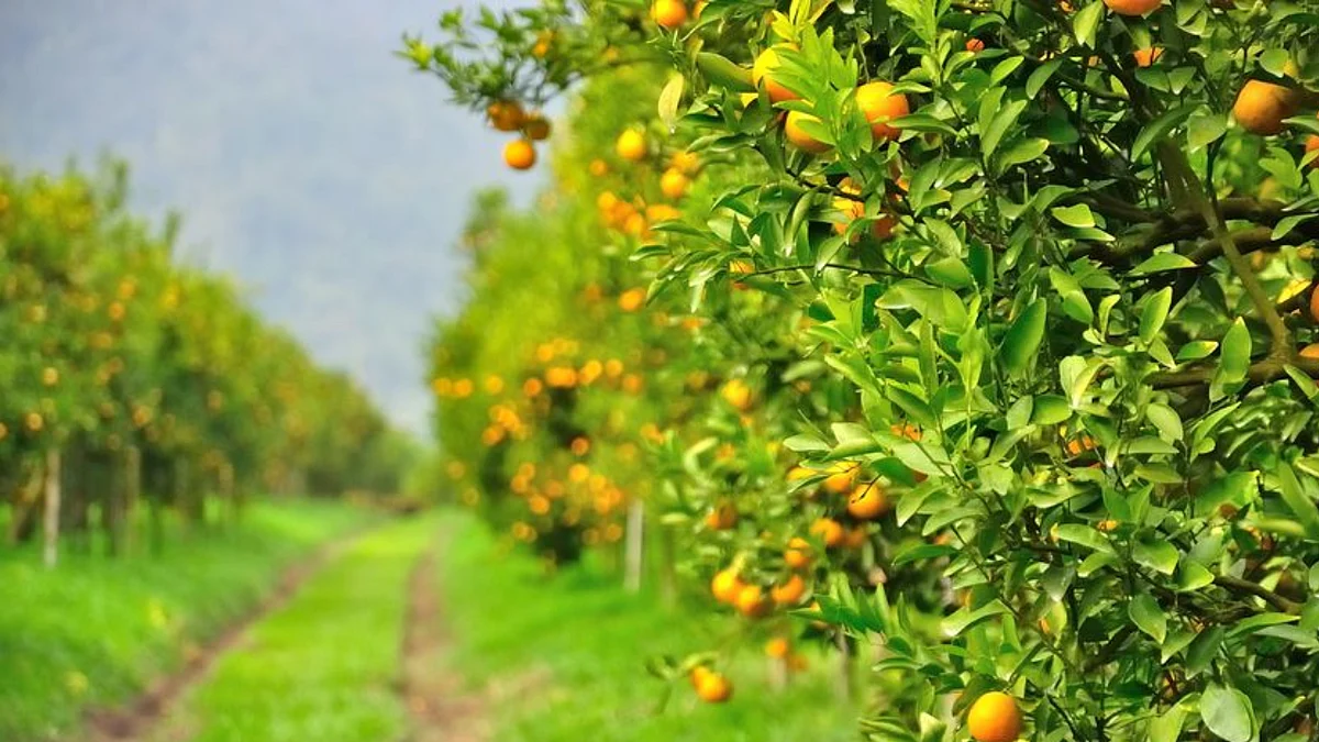 أشجار الحمضيات