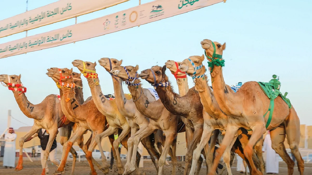 كأس الأولمبية للهجن