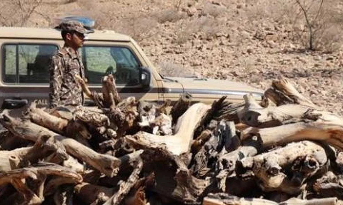 ضبط 14 مخالفًا لنظام البيئة عرضوا حطبًا محليًا للبيع في 5 مناطق