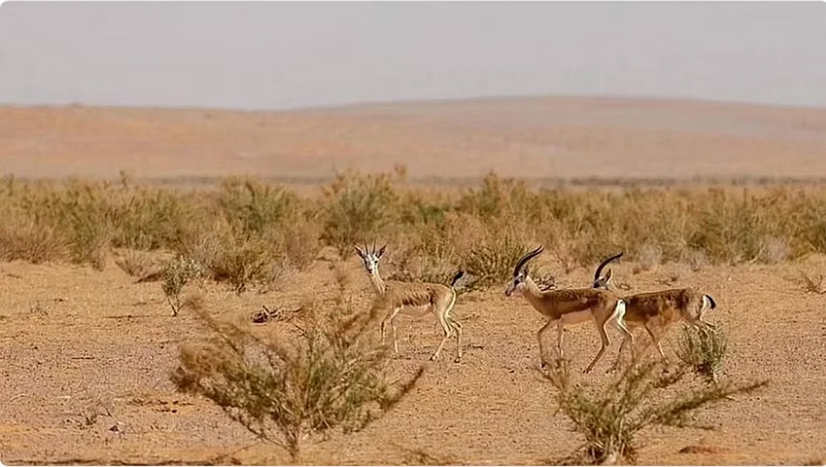محمية الشمال
