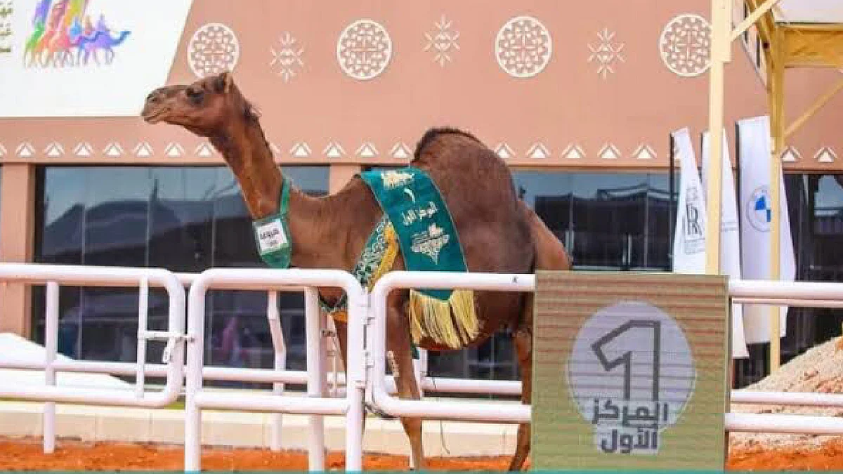 مهرجان الإبل